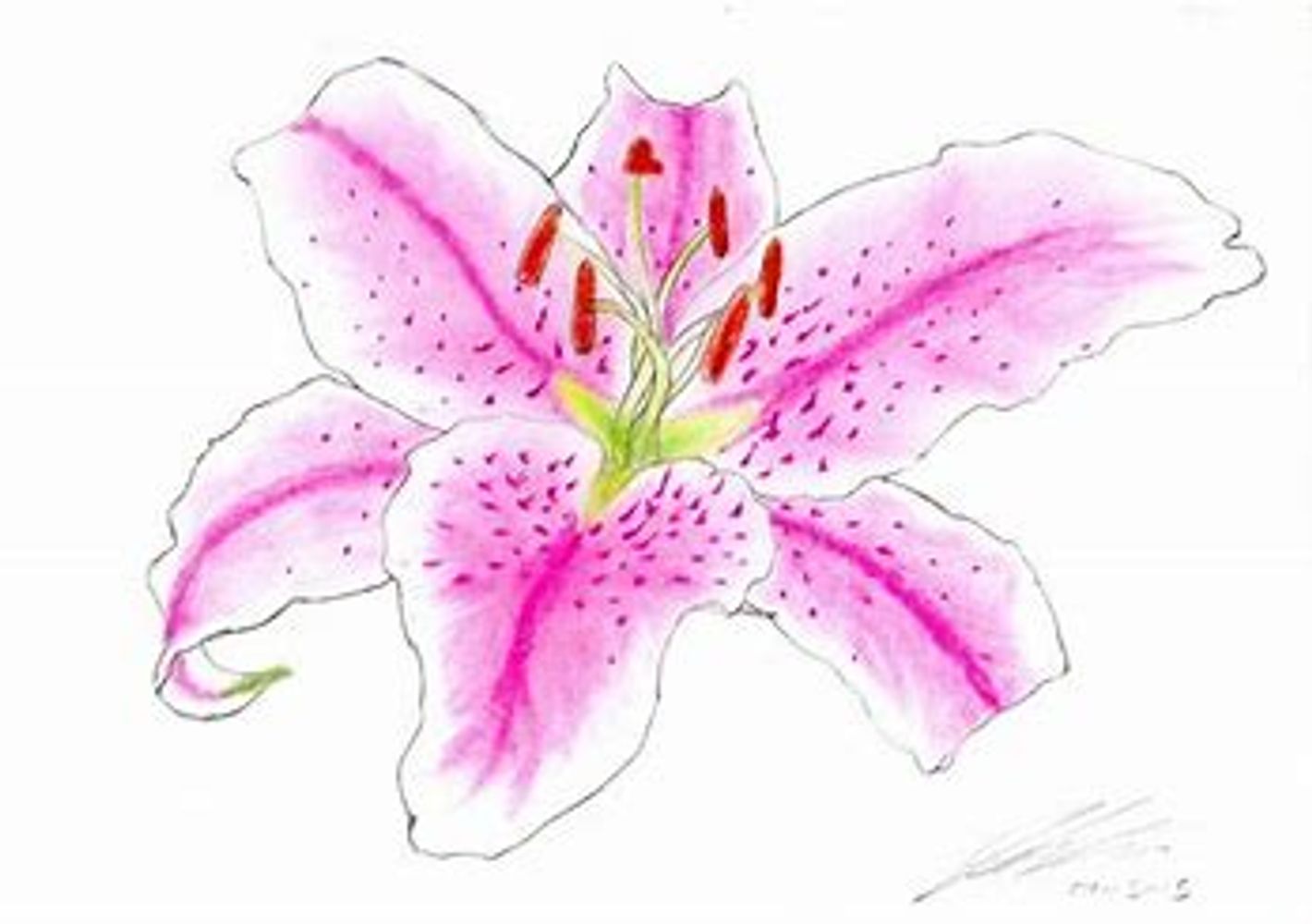 Complementary and Alternative Medicine Tiger Lily Homeopathy